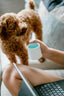 Pet Care
